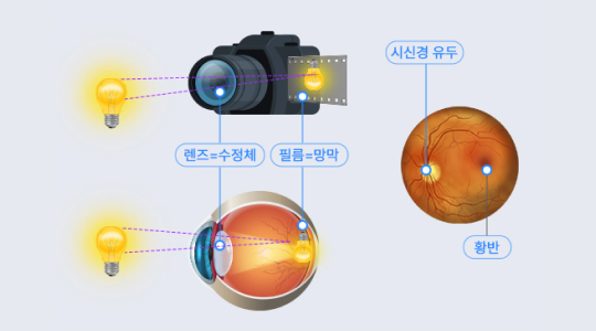 렌즈=수정체, 필름=망막, 시신경 유두 황반